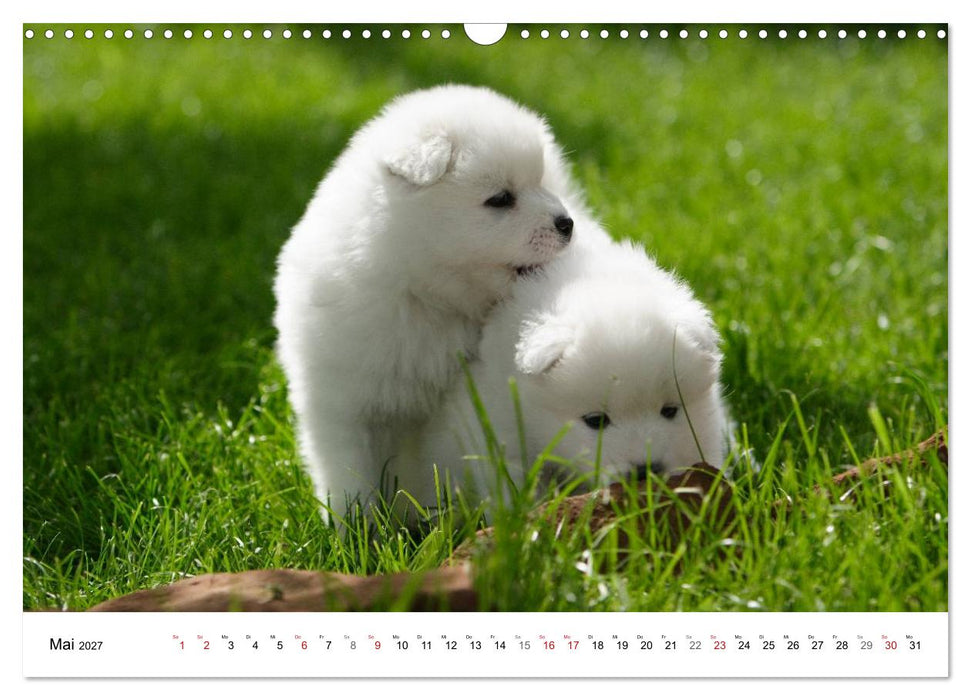 Samojeden Welpen (CALVENDO Wandkalender 2027)