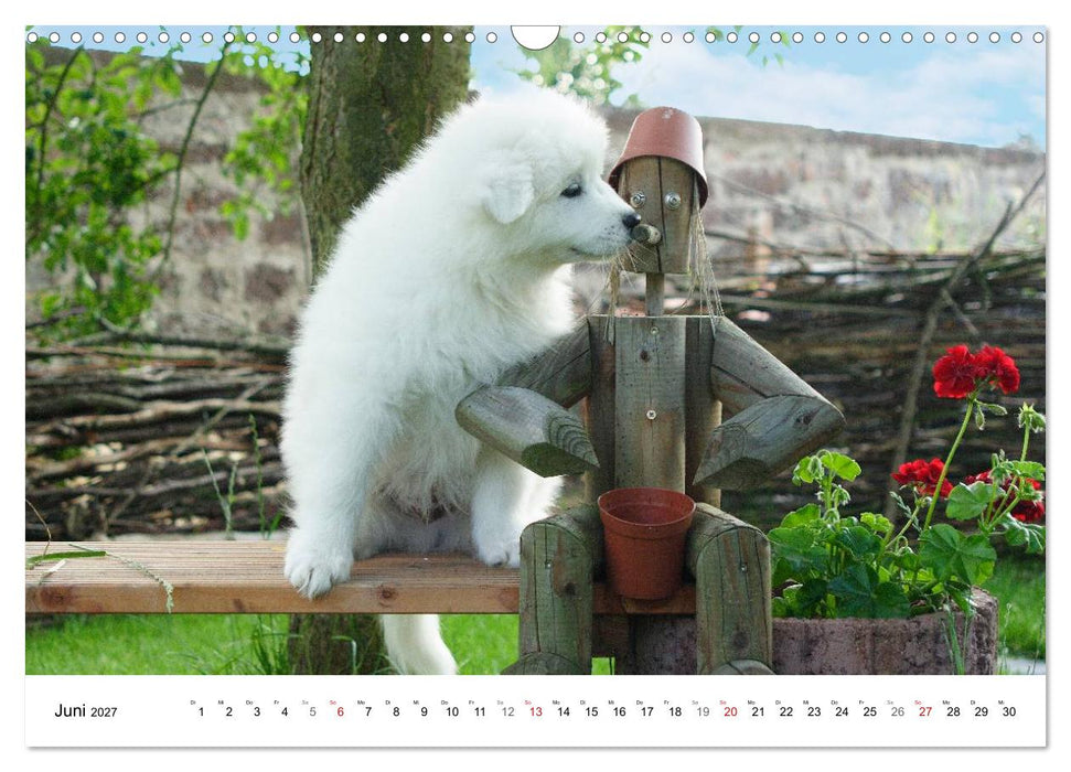 Samojeden Welpen (CALVENDO Wandkalender 2027)