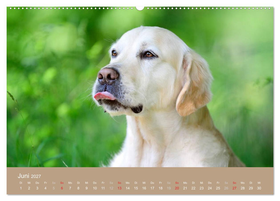 Golden Retriever (CALVENDO Premium Wandkalender 2027)