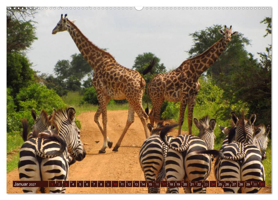 Afrikas wilde Schönheiten (CALVENDO Premium Wandkalender 2027)