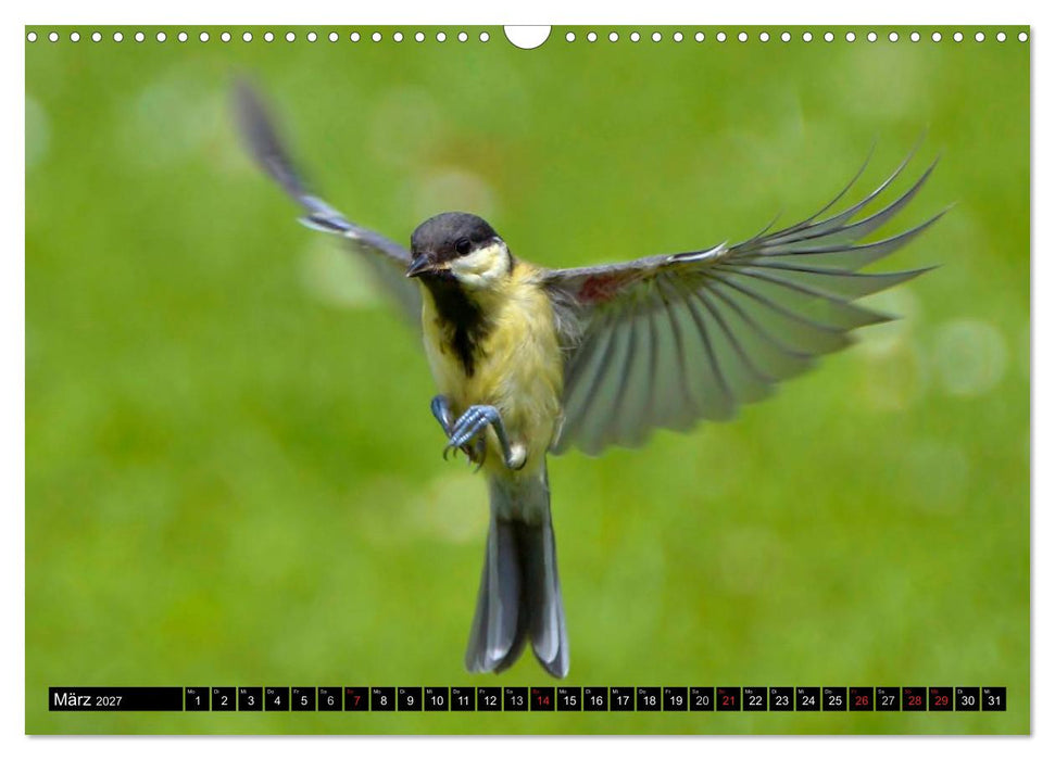 Die Schönheit der Gartenvögel im Flug (CALVENDO Wandkalender 2027)