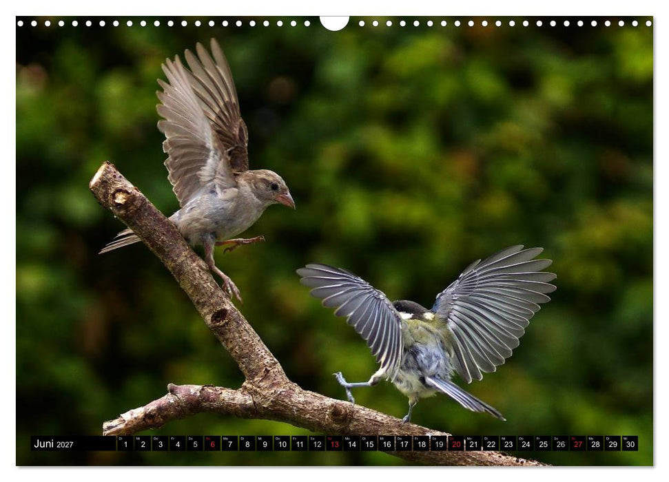 Die Schönheit der Gartenvögel im Flug (CALVENDO Wandkalender 2027)