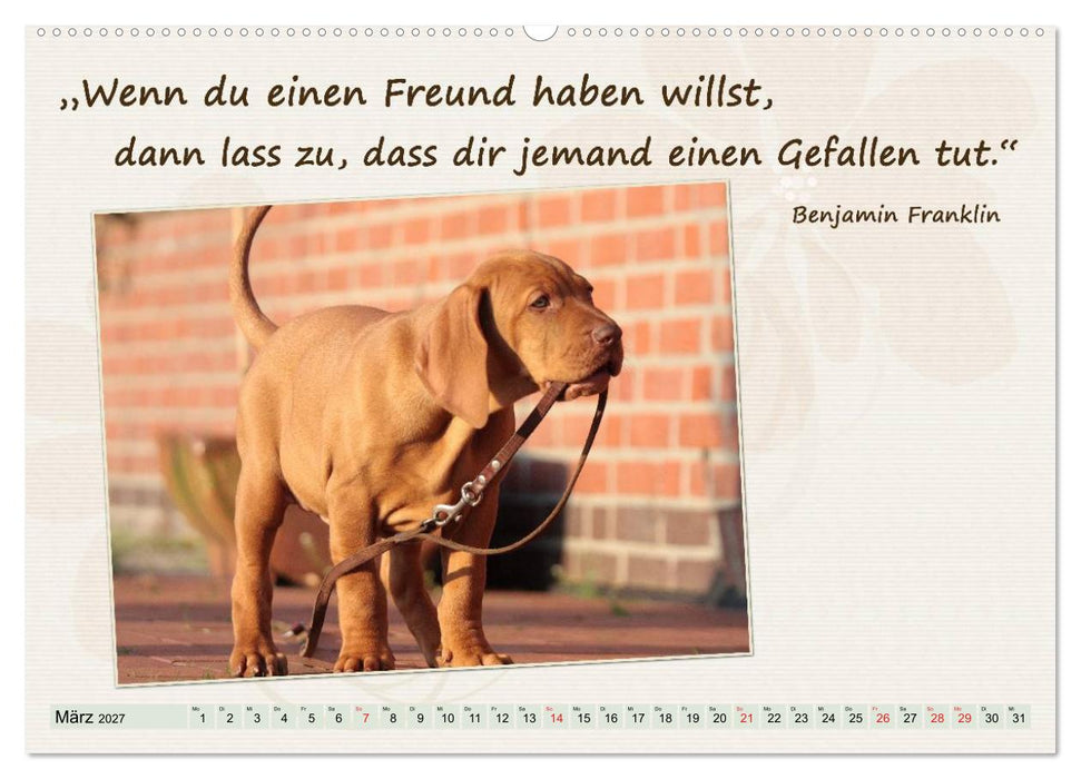 Mit Hundezitaten gut durchs Jahr / CH-Version (CALVENDO Wandkalender 2027)