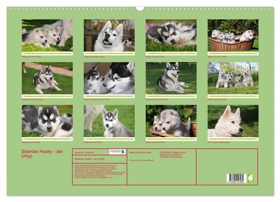 Siberian Husky - der Urtyp (CALVENDO Wandkalender 2027)