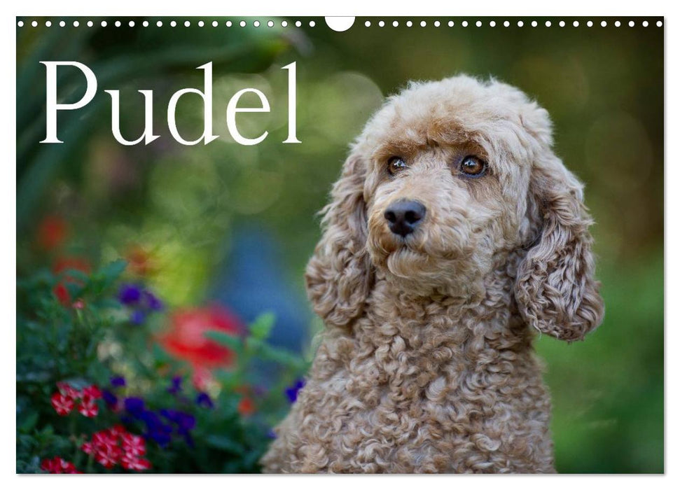 Pudel (CALVENDO Wandkalender 2027)