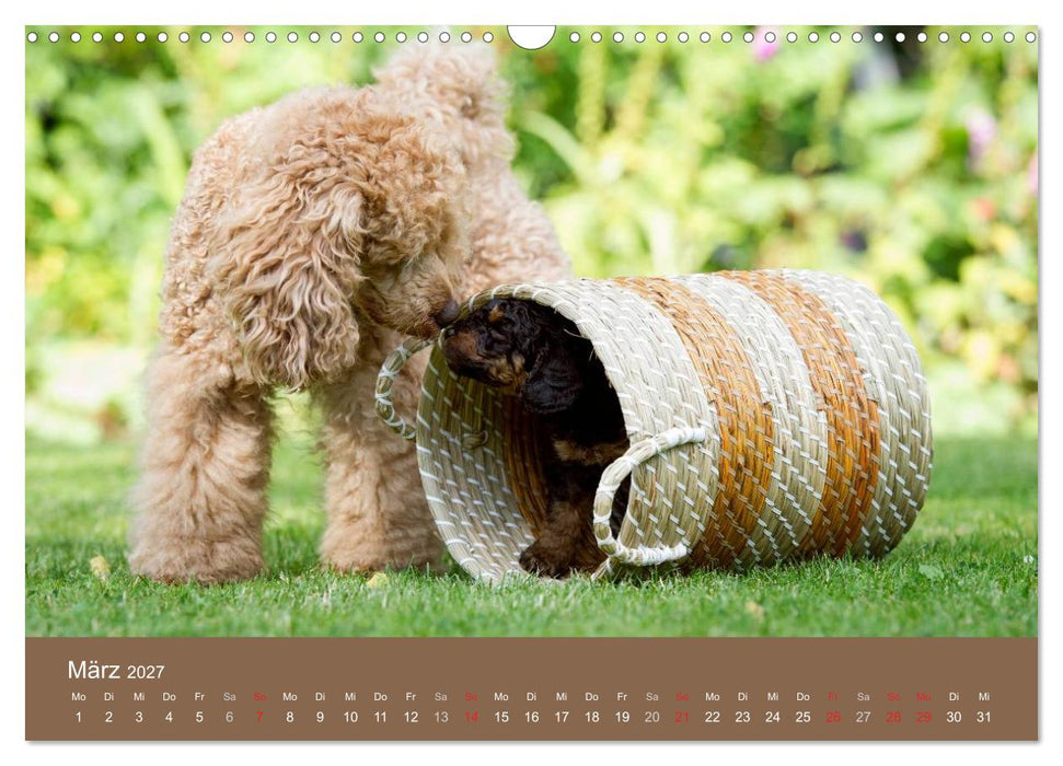 Pudel (CALVENDO Wandkalender 2027)