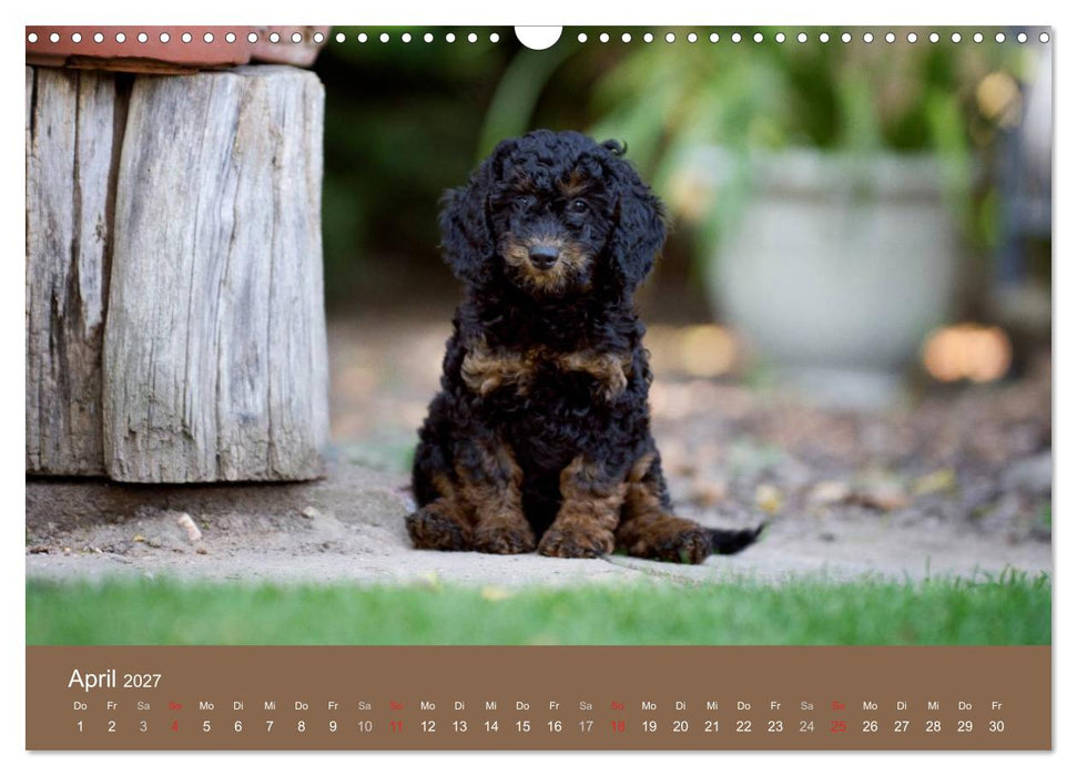 Pudel (CALVENDO Wandkalender 2027)