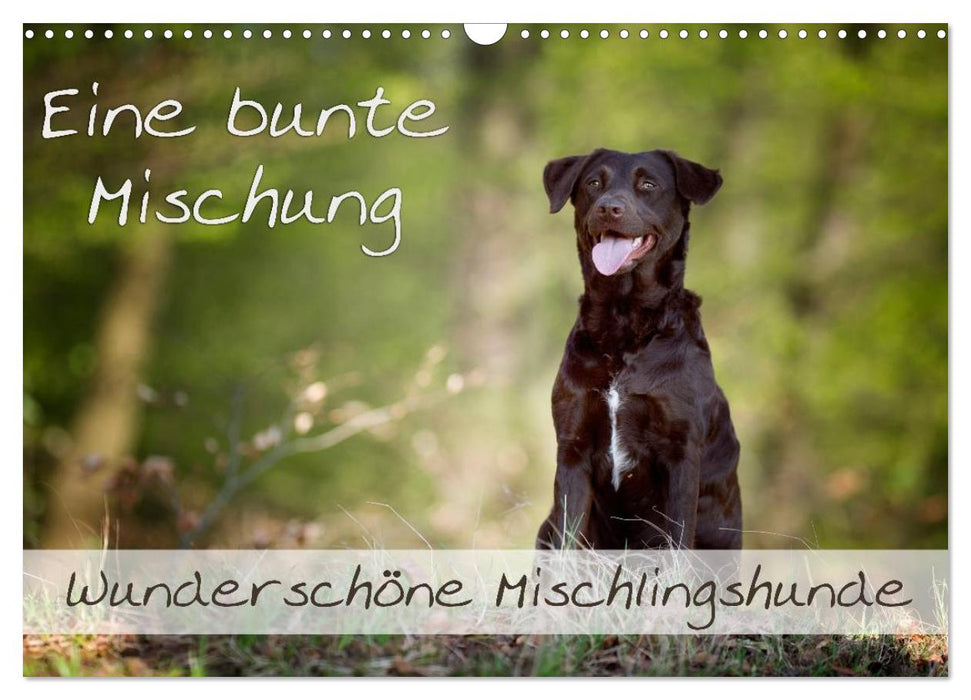 Eine bunte Mischung - wunderschöne Mischlingshunde / Geburtstagskalender (CALVENDO Wandkalender 2027)