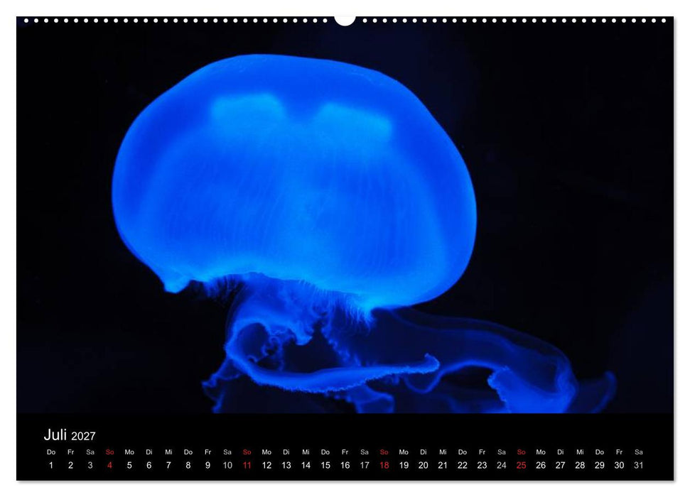 Quallen • Ätherische Wunderwesen (CALVENDO Premium Wandkalender 2027)