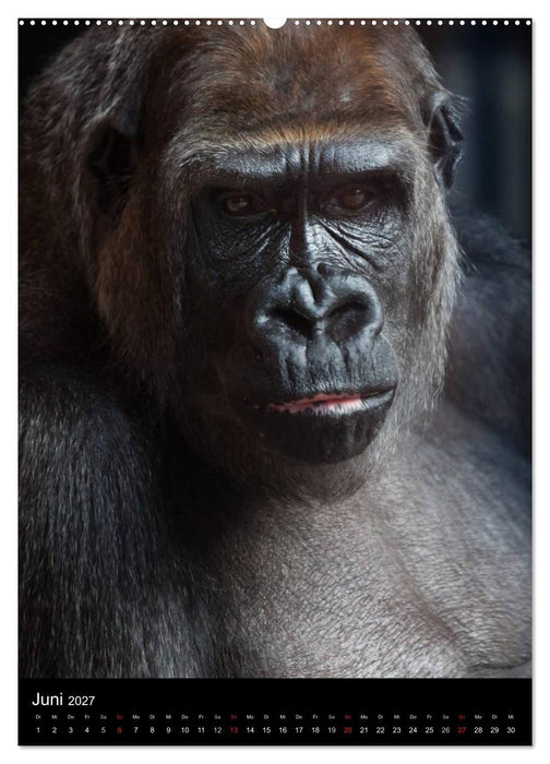 Gorillas (CALVENDO Premium Wandkalender 2027)