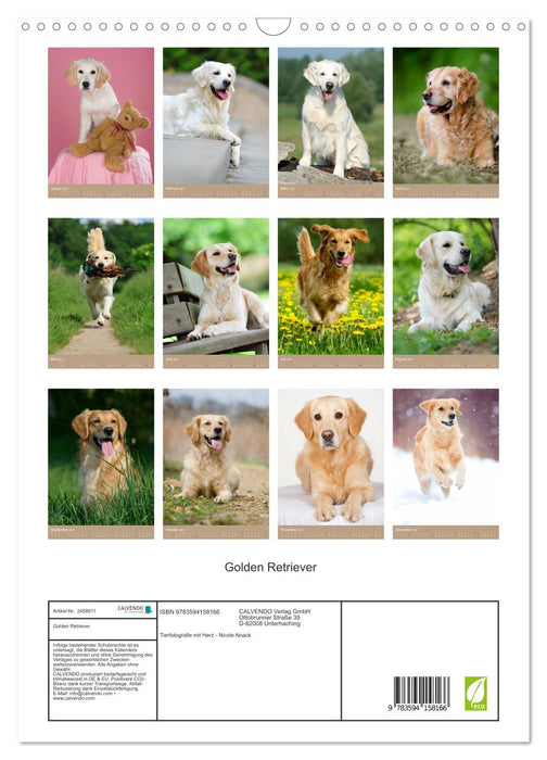 Golden Retriever (CALVENDO Wandkalender 2027)
