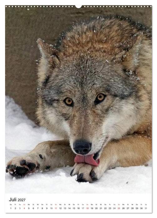 Wolf-Gesichter (CALVENDO Premium Wandkalender 2027)