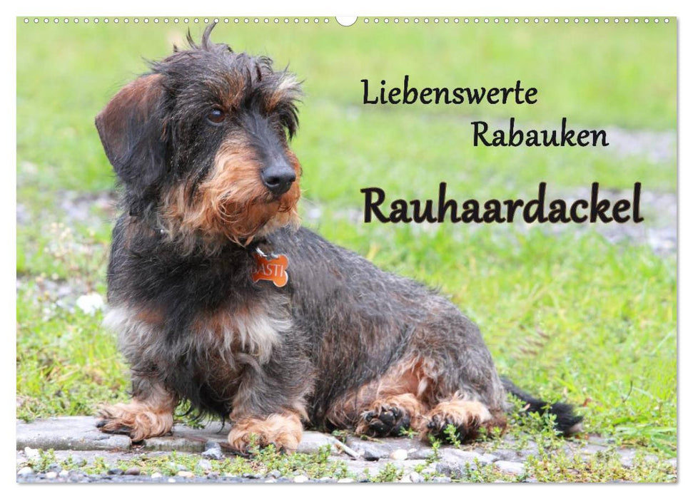 Liebenswerte Rabauken Rauhaardackel / CH-Version (CALVENDO Wandkalender 2027)