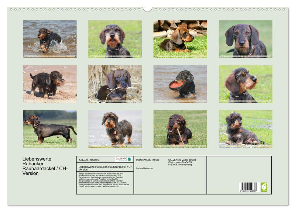 Liebenswerte Rabauken Rauhaardackel / CH-Version (CALVENDO Wandkalender 2027)
