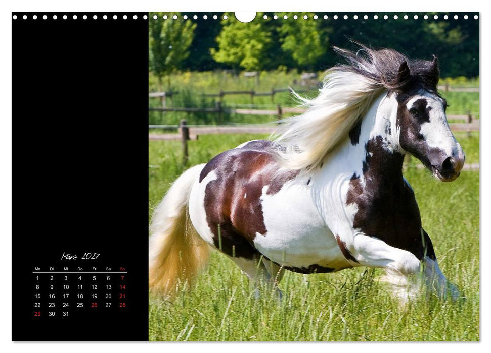 Irish Tinker (CALVENDO Wandkalender 2027)