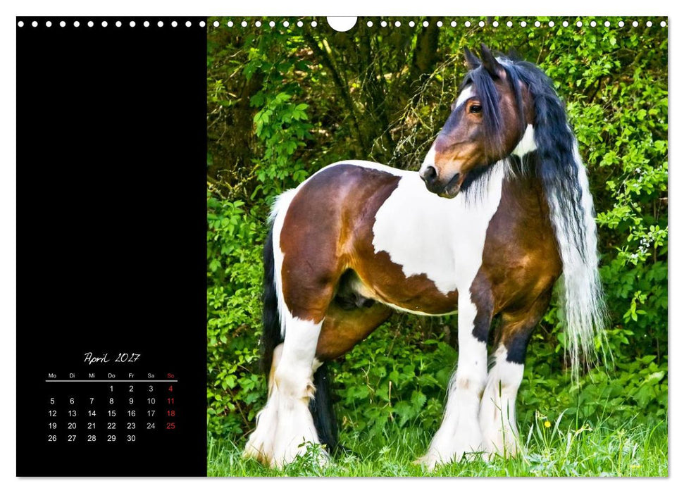 Irish Tinker (CALVENDO Wandkalender 2027)