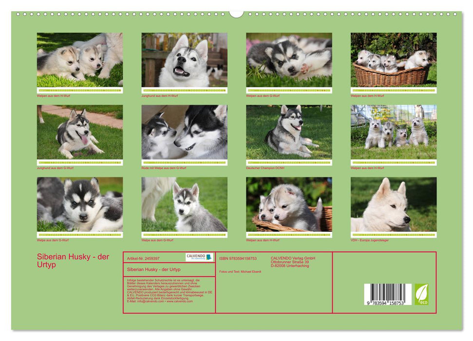 Siberian Husky - der Urtyp (CALVENDO Premium Wandkalender 2027)