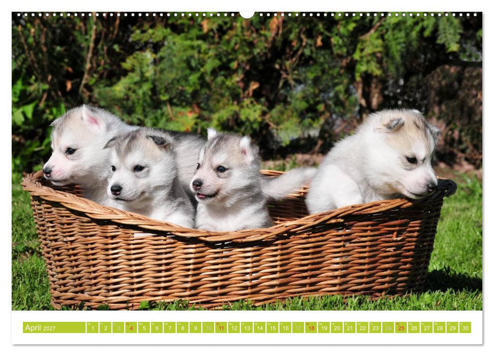 Siberian Husky - der Urtyp (CALVENDO Premium Wandkalender 2027)