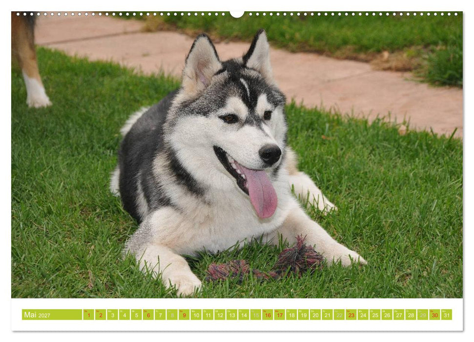 Siberian Husky - der Urtyp (CALVENDO Premium Wandkalender 2027)