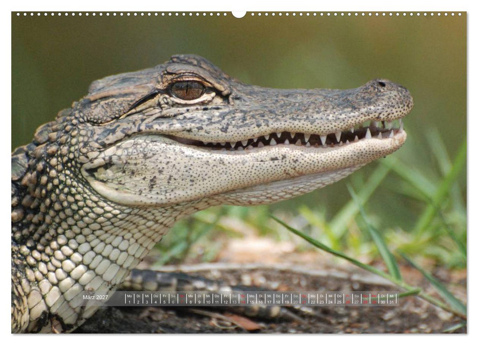 Krokodile & Alligatoren (CALVENDO Wandkalender 2027)
