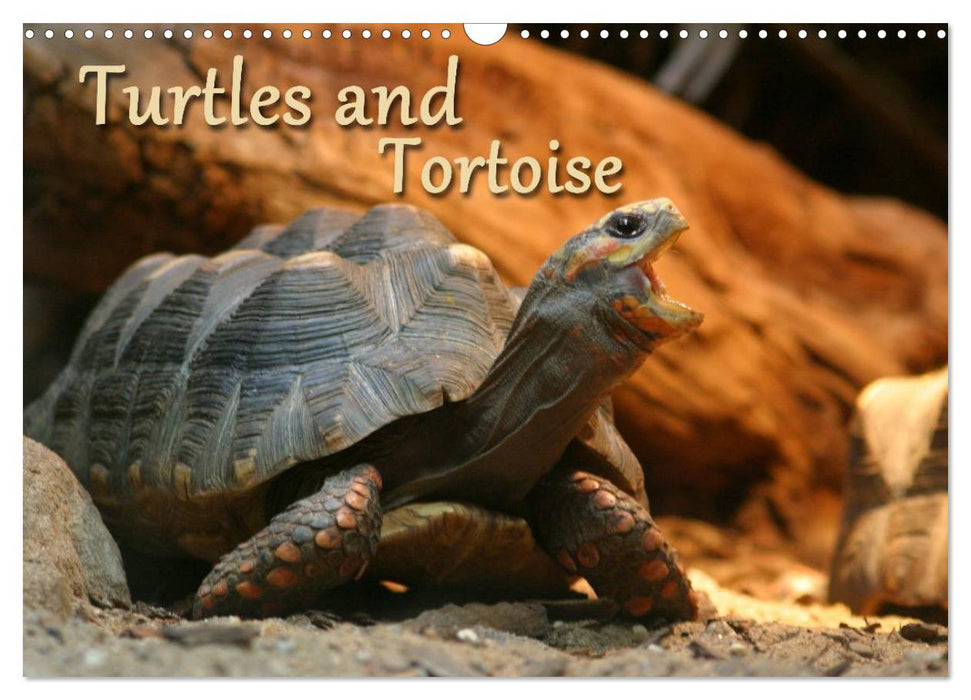Turtles and Tortoise / UK-Version (CALVENDO Monthly Calendar 2027)