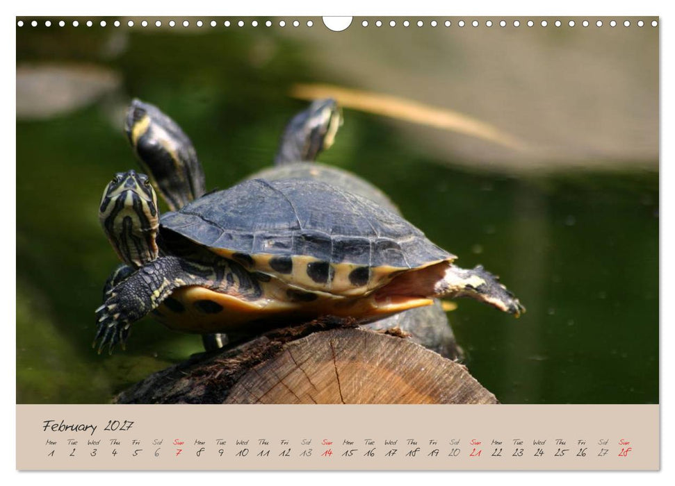 Turtles and Tortoise / UK-Version (CALVENDO Monthly Calendar 2027)