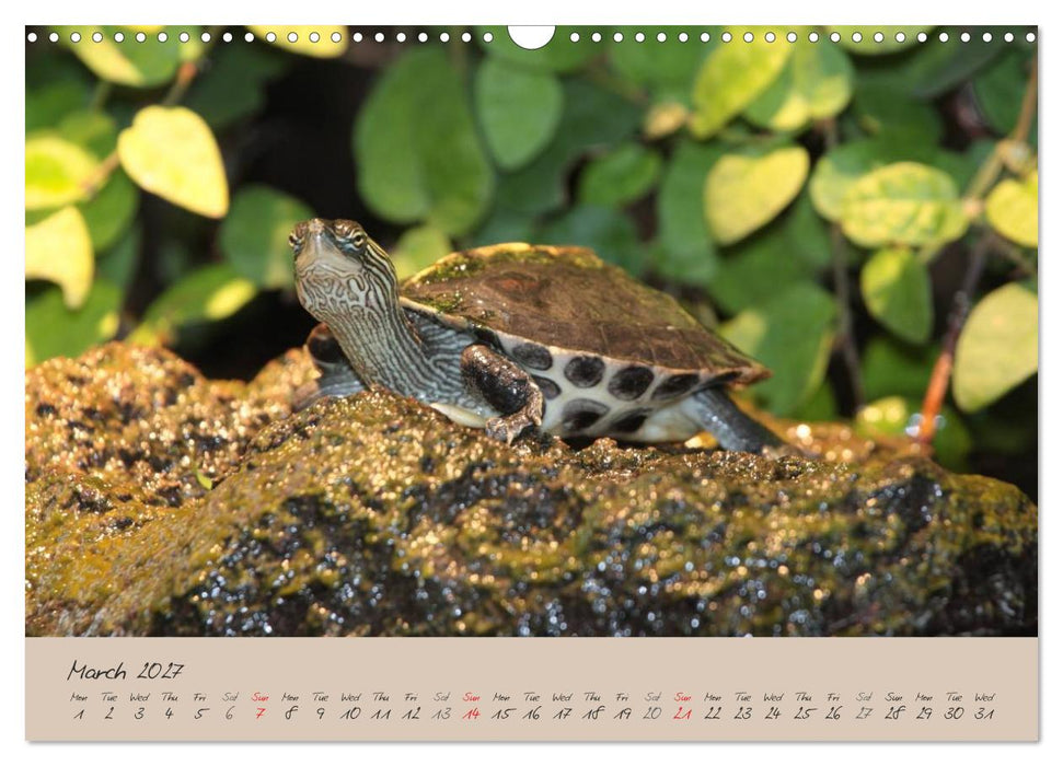 Turtles and Tortoise / UK-Version (CALVENDO Monthly Calendar 2027)