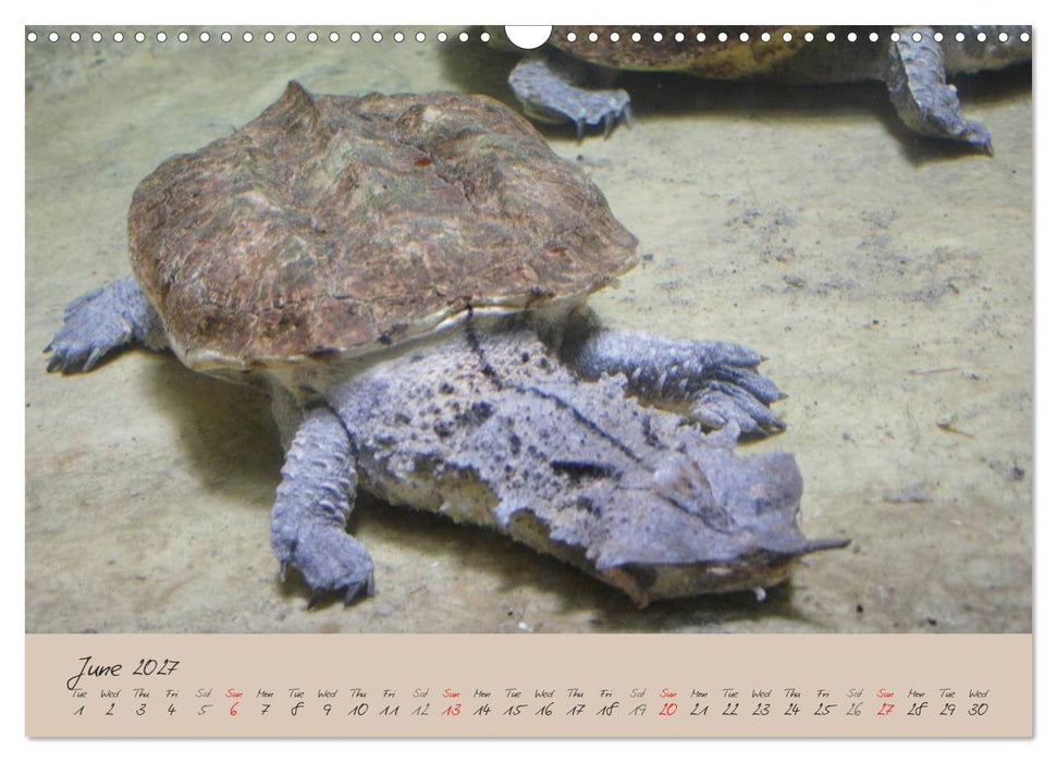 Turtles and Tortoise / UK-Version (CALVENDO Monthly Calendar 2027)