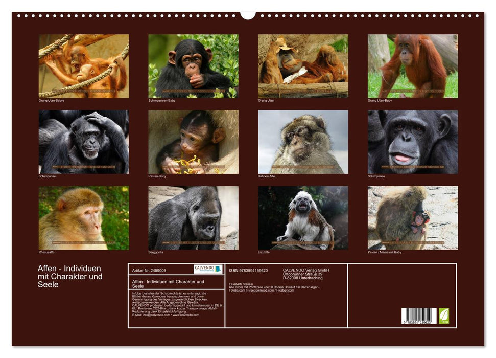 Affen - Individuen mit Charakter und Seele (CALVENDO Wandkalender 2027)
