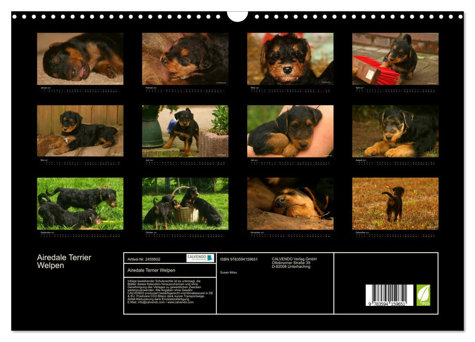 Airedale Terrier Welpen (CALVENDO Wandkalender 2027)