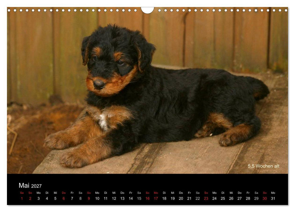 Airedale Terrier Welpen (CALVENDO Wandkalender 2027)