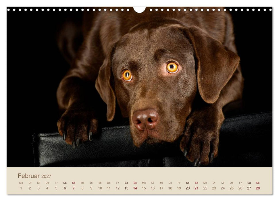 Labrador Retriever (CALVENDO Wandkalender 2027)