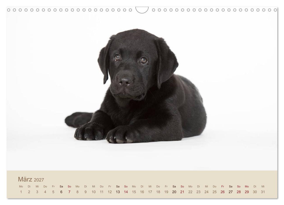 Labrador Retriever (CALVENDO Wandkalender 2027)
