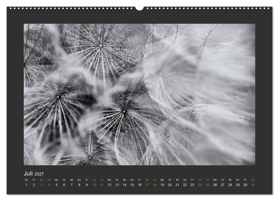 Pflanzen in Schwarz und Weiß (CALVENDO Premium Wandkalender 2027)