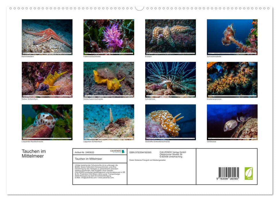 Tauchen im Mittelmeer (CALVENDO Premium Wandkalender 2027)