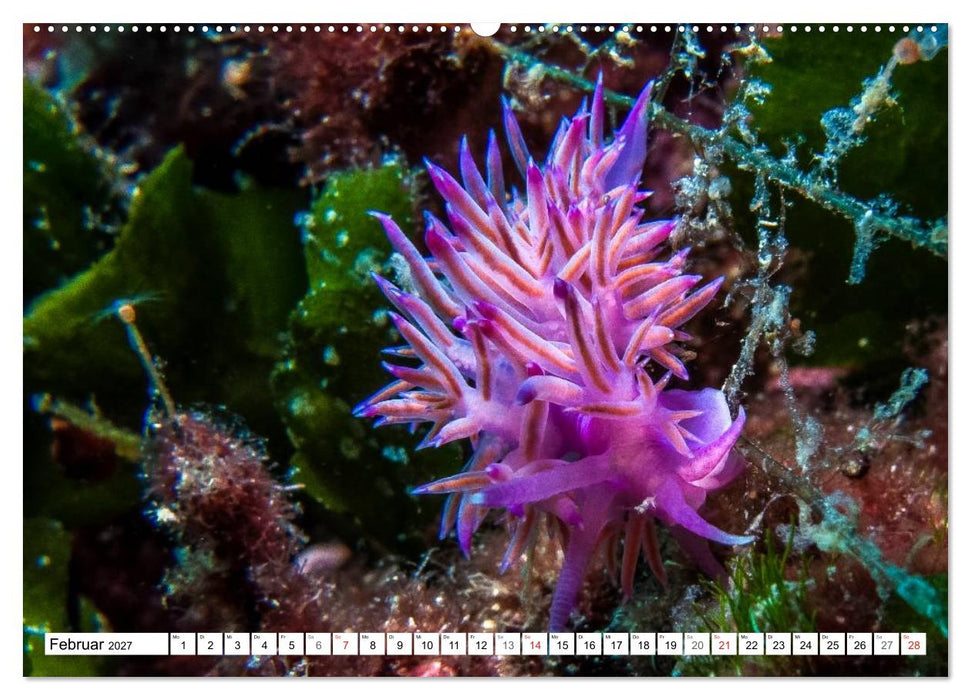 Tauchen im Mittelmeer (CALVENDO Premium Wandkalender 2027)