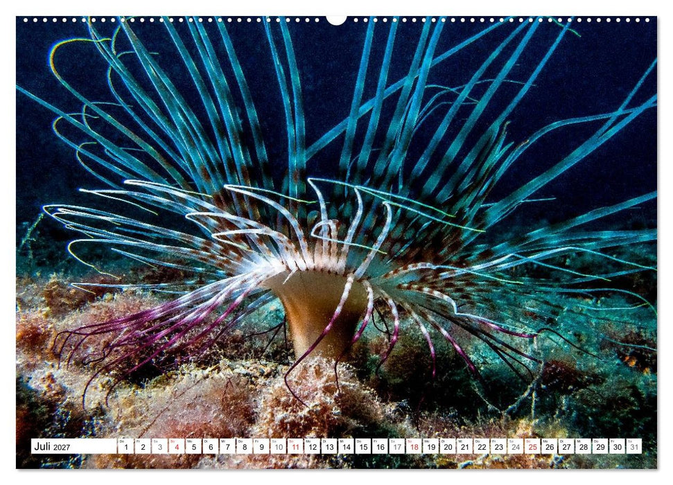 Tauchen im Mittelmeer (CALVENDO Premium Wandkalender 2027)