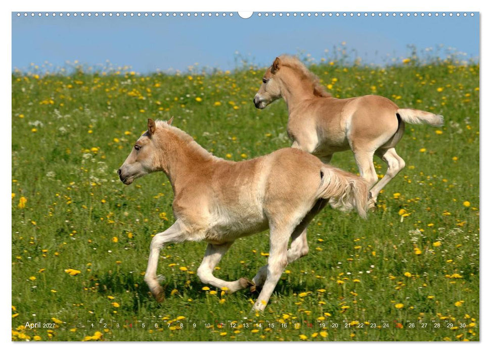 Haflinger Schönheiten (CALVENDO Premium Wandkalender 2027)