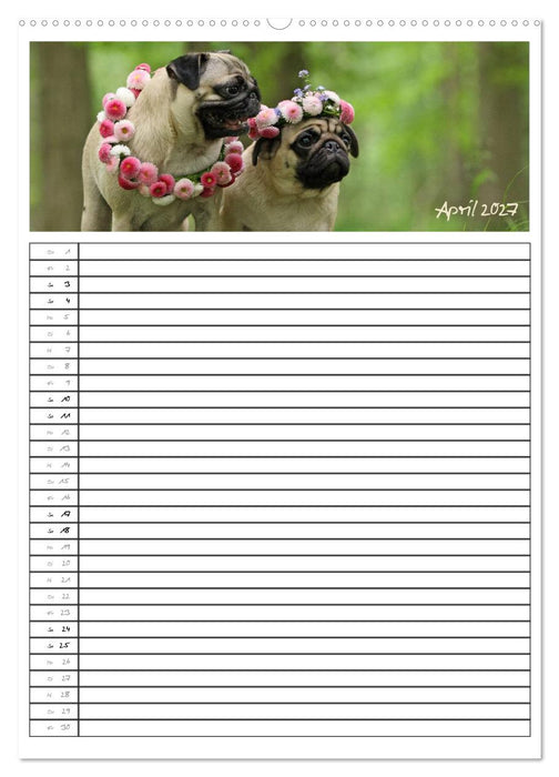 Der mopsige Familienplaner (CALVENDO Premium Wandkalender 2027)