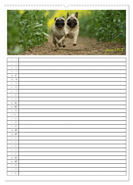 Der mopsige Familienplaner (CALVENDO Premium Wandkalender 2027)