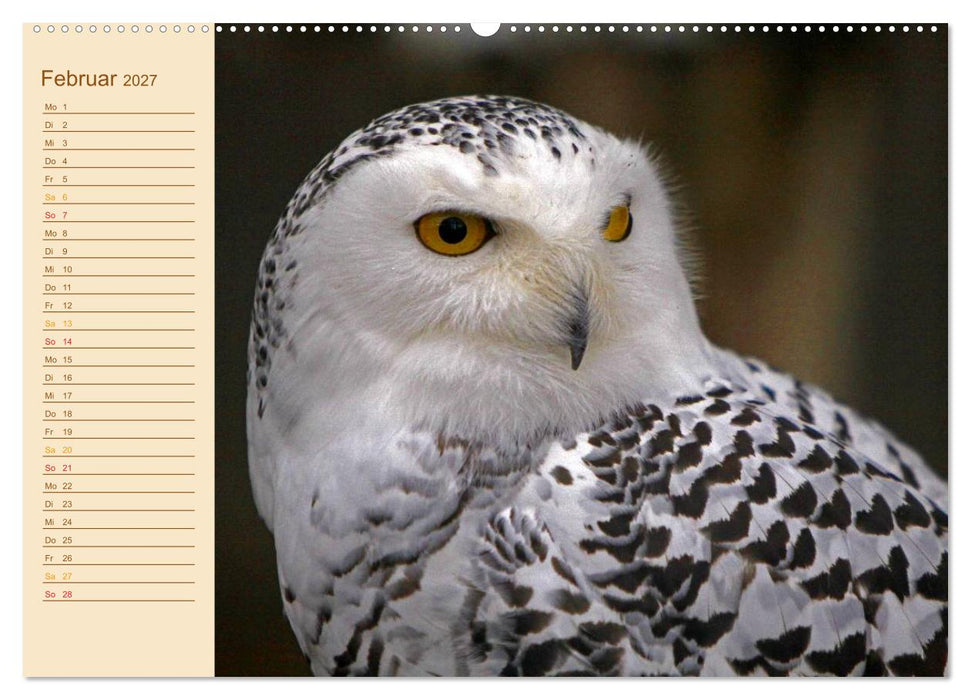 Eulen (CALVENDO Premium Wandkalender 2027)