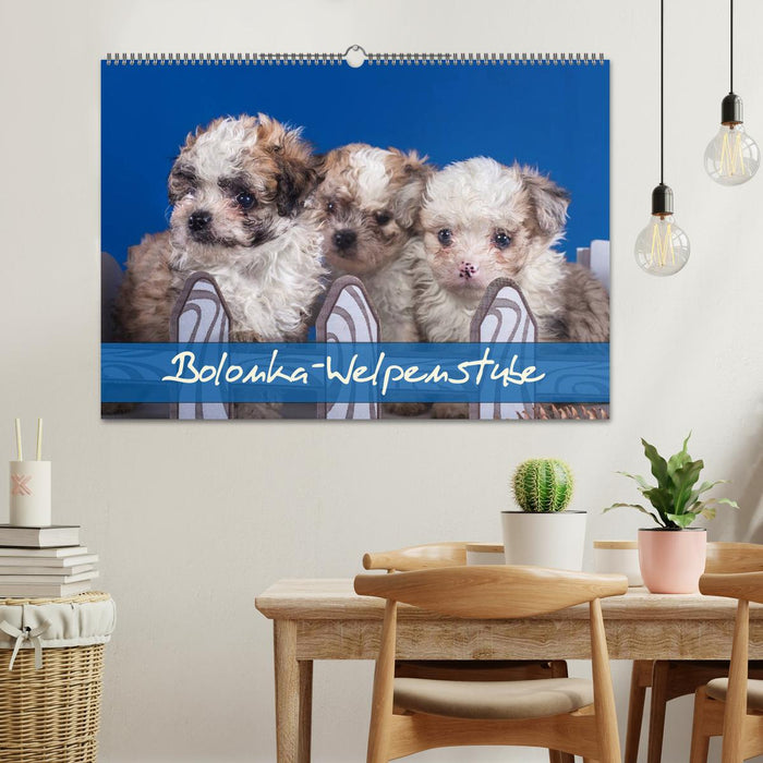 Bolonka Welpenstube (CALVENDO Wandkalender 2027)
