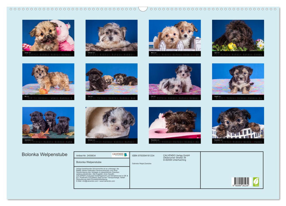 Bolonka Welpenstube (CALVENDO Wandkalender 2027)