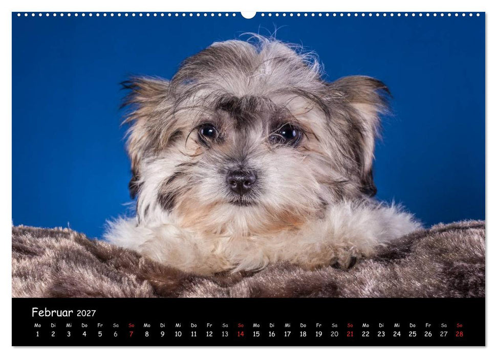 Bolonka Welpenstube (CALVENDO Wandkalender 2027)