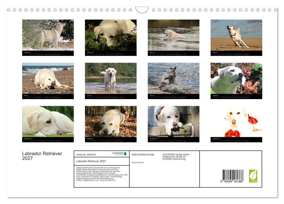 Labrador Retriever 2027 (CALVENDO Wandkalender 2027)