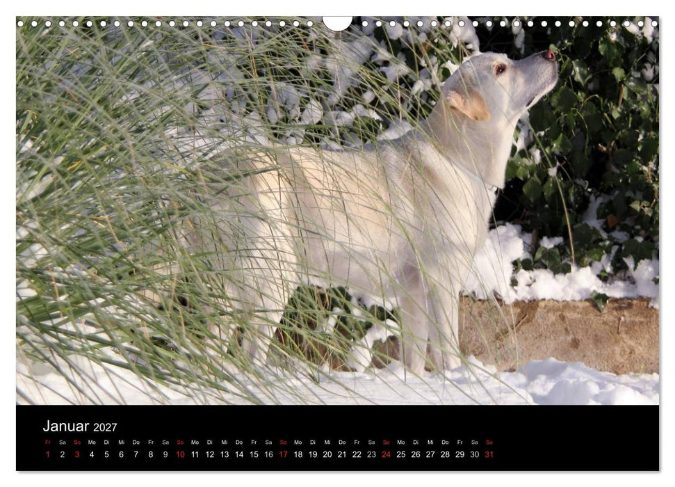 Labrador Retriever 2027 (CALVENDO Wandkalender 2027)