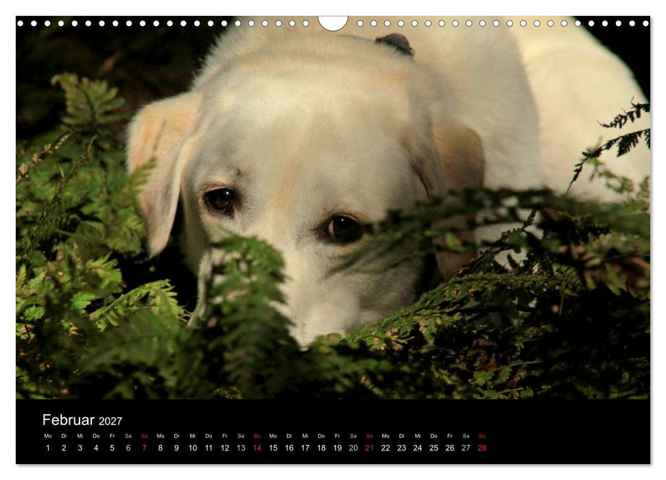 Labrador Retriever 2027 (CALVENDO Wandkalender 2027)