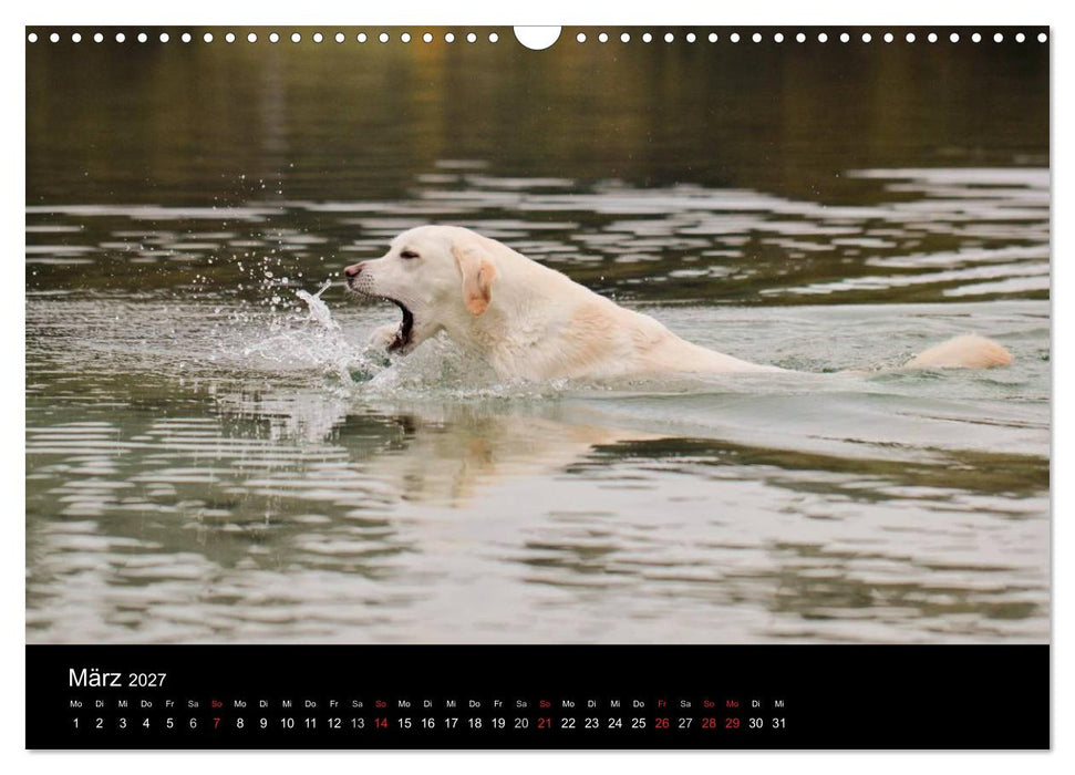 Labrador Retriever 2027 (CALVENDO Wandkalender 2027)