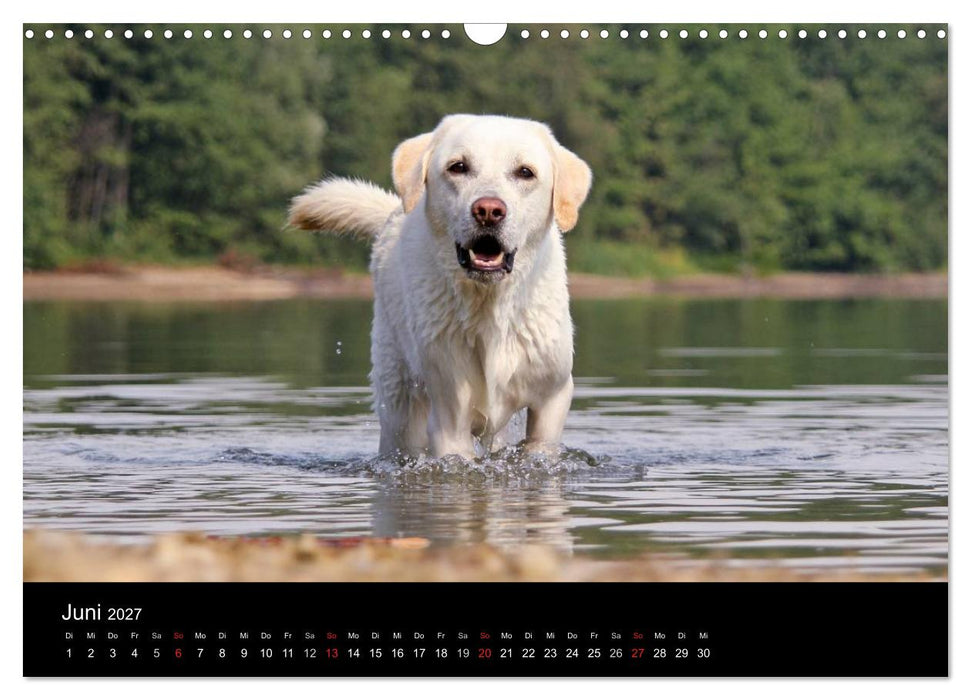 Labrador Retriever 2027 (CALVENDO Wandkalender 2027)