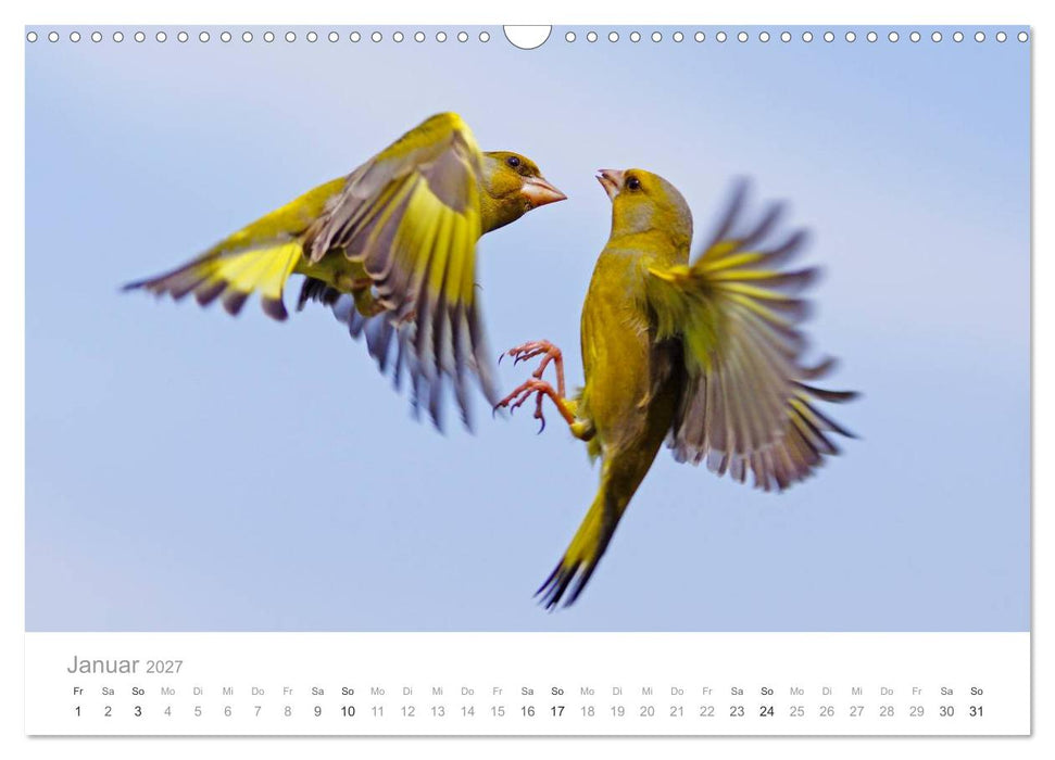 Vögel in unseren Gärten 2027 (CALVENDO Wandkalender 2027)
